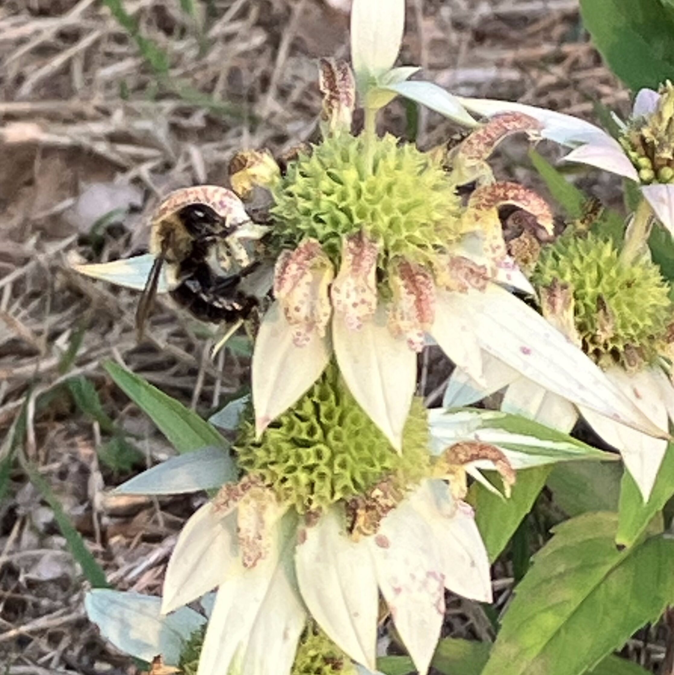 Friends of Edmands Park Pollinator Garden with a working Eastern Bumble Bee Newton MA