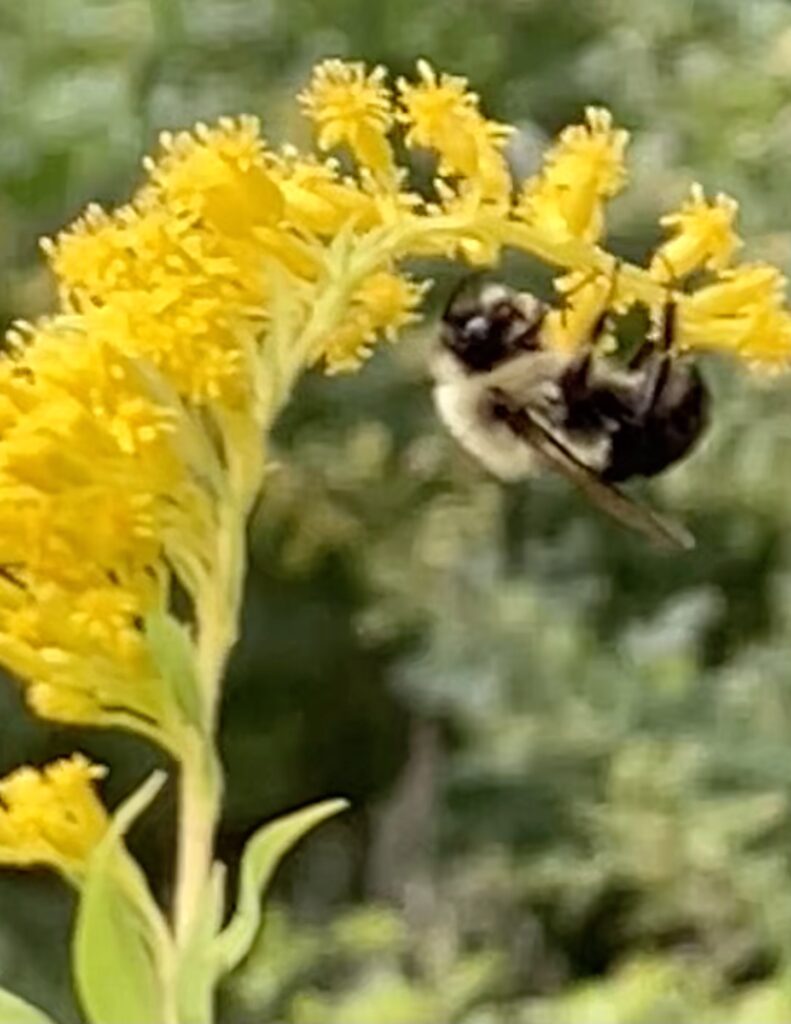 38B2FF9D-C2EA-4785-9253-4028C02ADBF8_1_201_a Friends of Edmands Park Pollinator Garden with a working Eastern Bumble Bee Newton MA