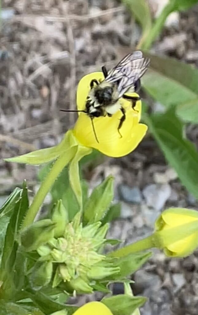 Pollinator_Garden_Bee_Edmands_Park_3 Edmands-Park-Bumble-Bee-Pollinator-Garden-Newton-MA-noninvasive-species