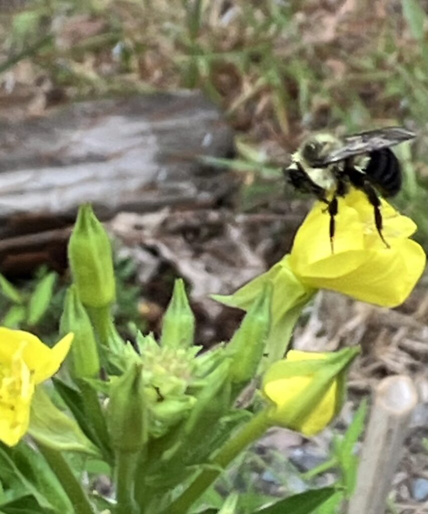 Edmands-Park-Bumble-Bee-Pollinator-Garden-Newton-MA-noninvasive-species