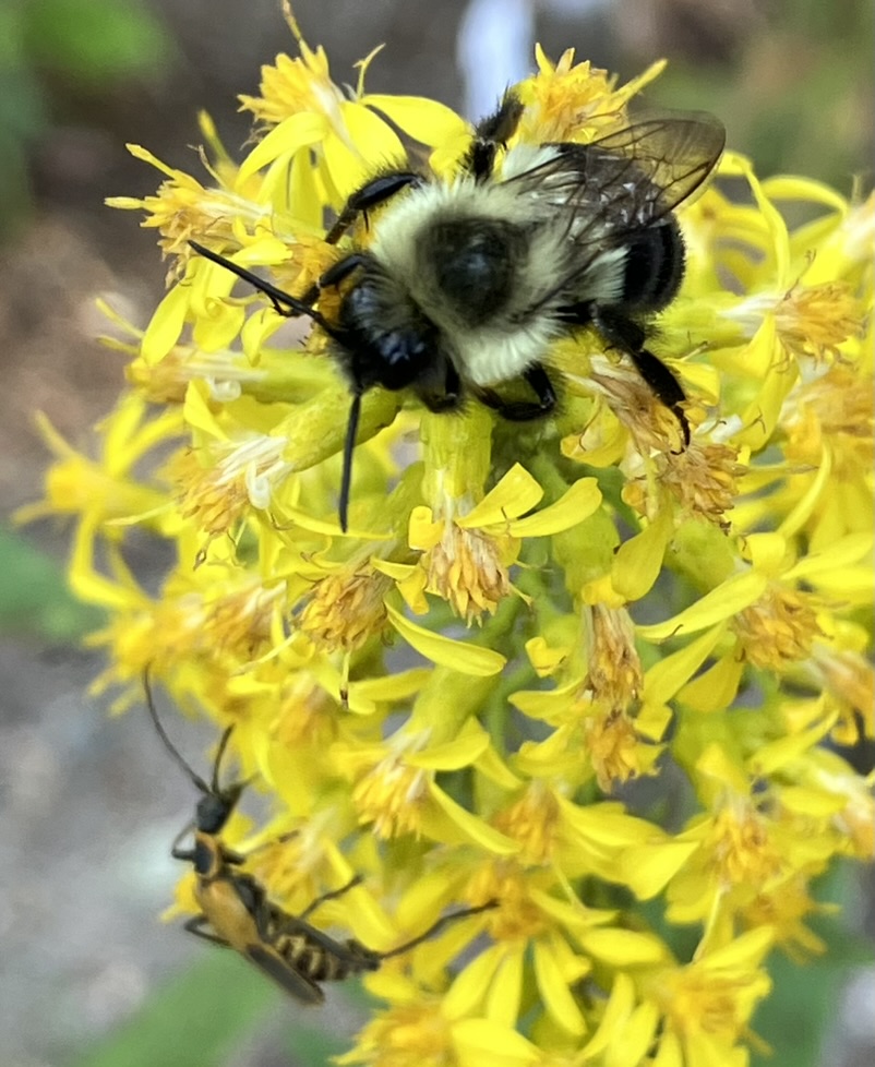 Bumble Bee Golden Rod Soldier Beetle Edmands Park