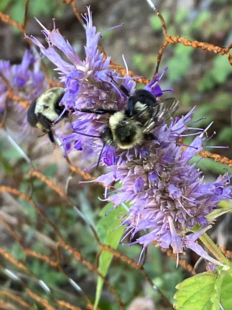 two bumblebees Edmands Park Pollinator Garden